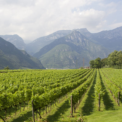 Weinhof Kobler